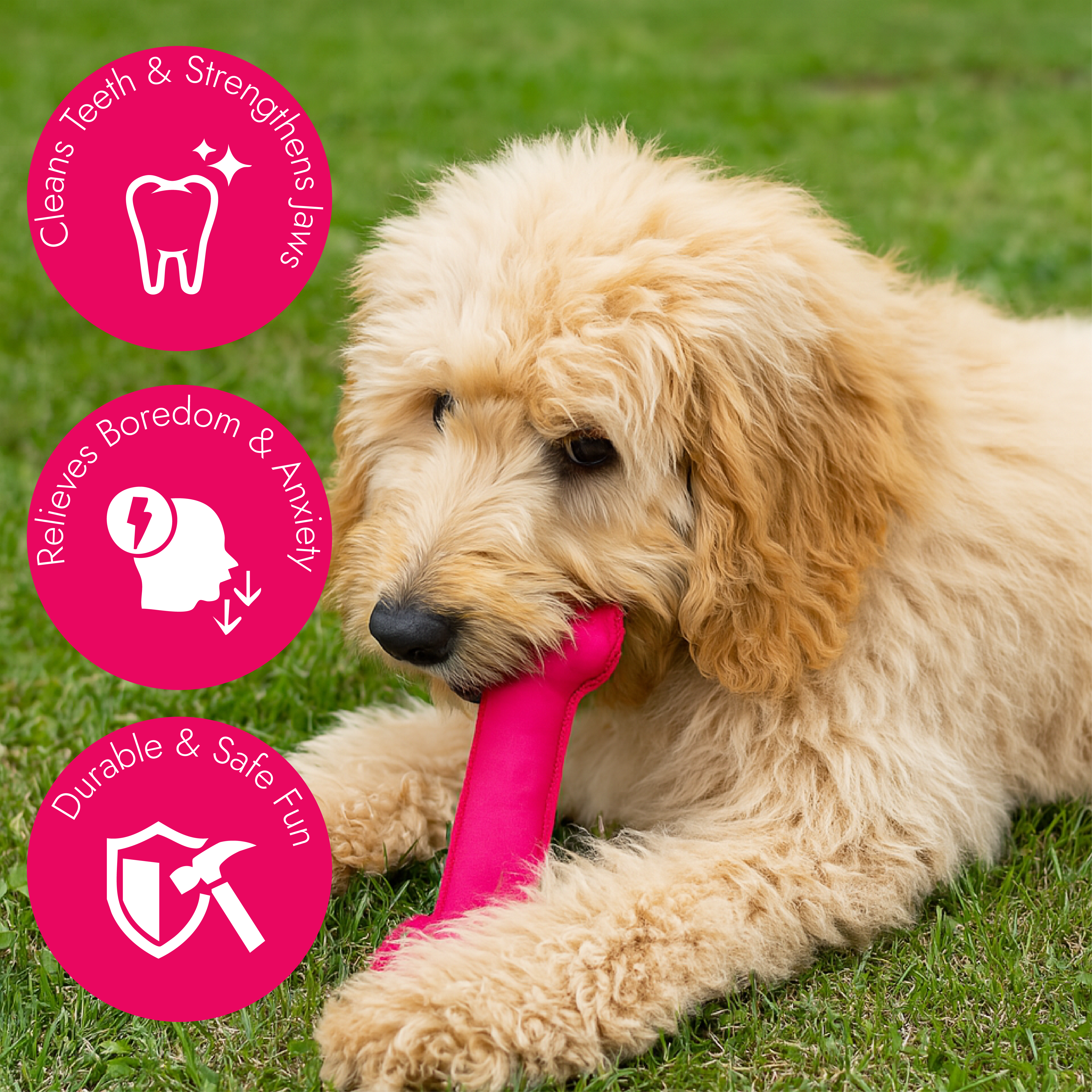Dog Bone Toy