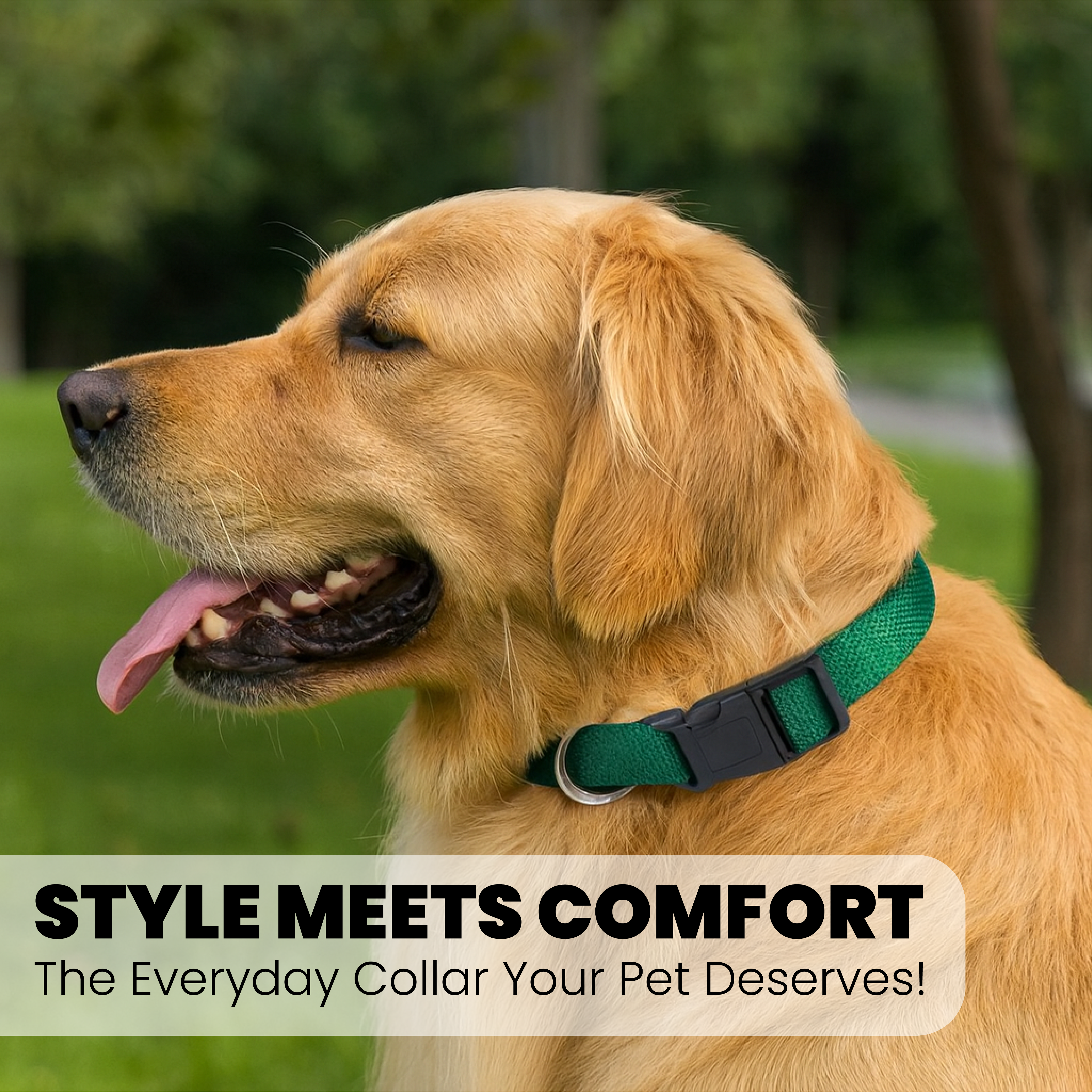 Adjustable Dog Collar with Leash Clip - Small to Medium Size