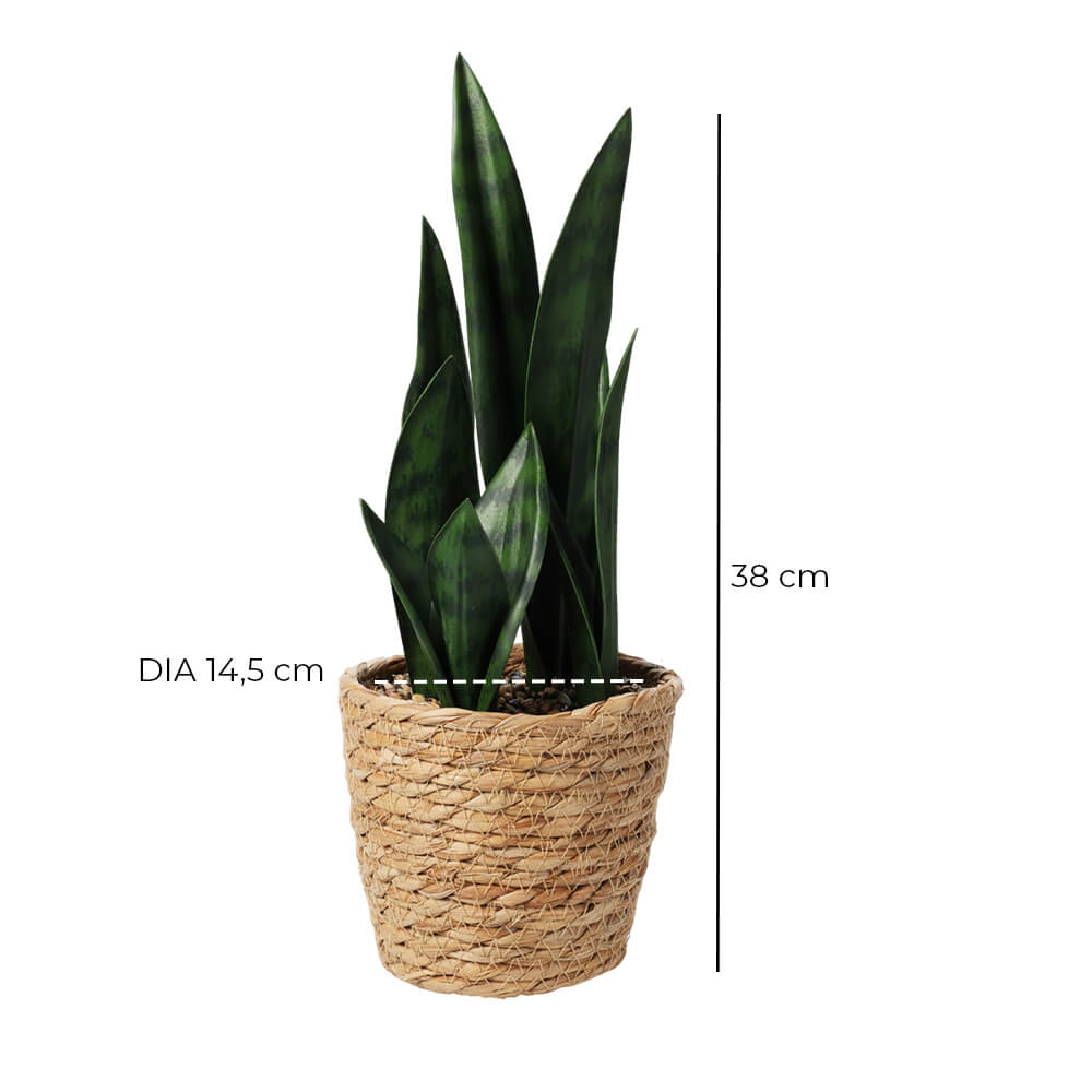 Künstliche Pflanze im Rohrkolbentopf – 38 cm