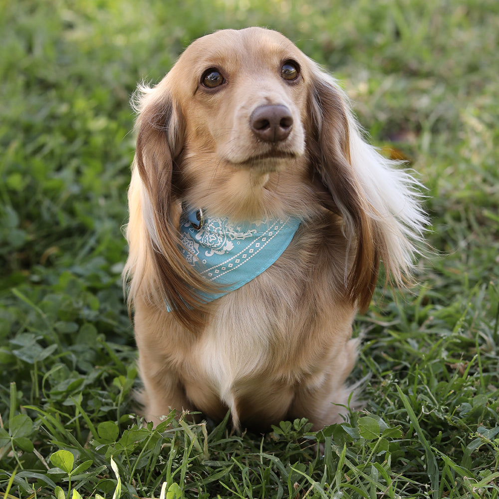 Collar de pañuelo/bufanda para mascotas con hebilla ajustable